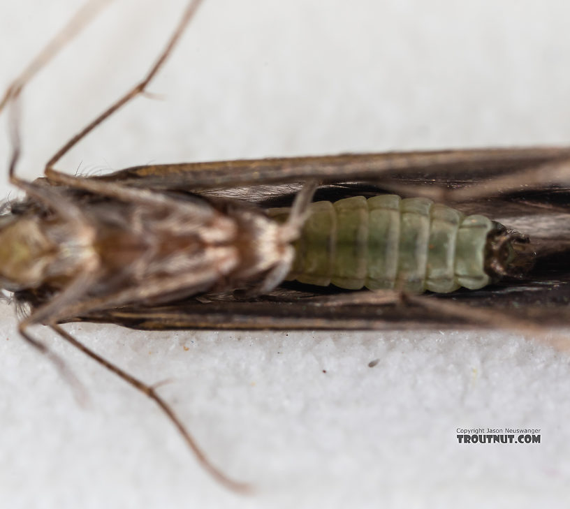 Male Leptoceridae Caddisfly Adult from the Madison River in Montana