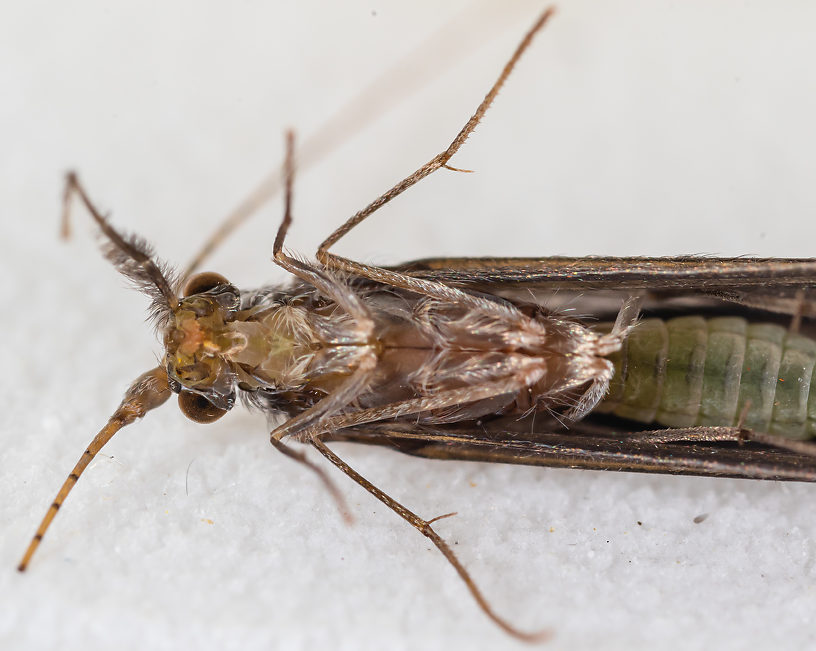 Male Leptoceridae Caddisfly Adult from the Madison River in Montana