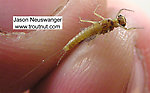 Male Ephemerella invaria (Sulphur Dun) Mayfly Dun