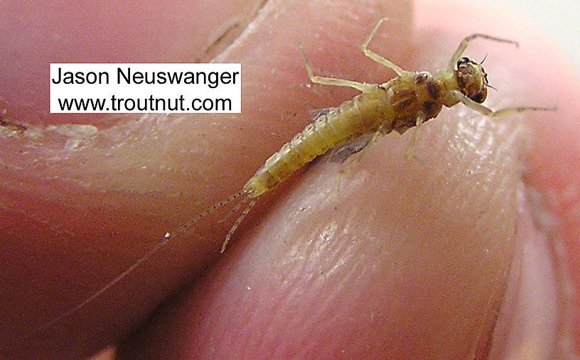 Male Ephemerella invaria (Sulphur Dun) Mayfly Dun from unknown in Wisconsin