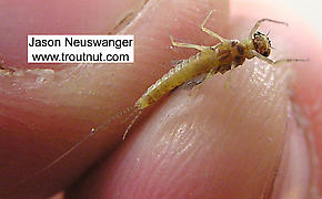 Male Ephemerella invaria (Sulphur Dun) Mayfly Dun