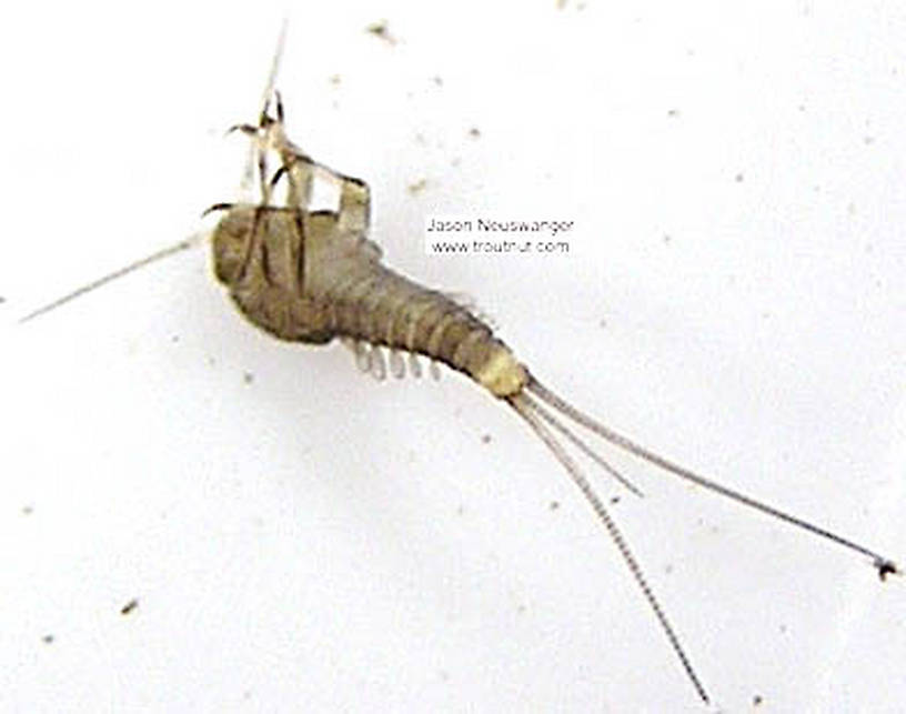 Baetidae (Blue-Winged Olives) Mayfly Nymph from unknown in Wisconsin