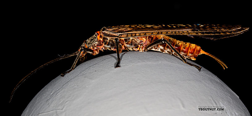 Female Pteronarcys californica (Giant Salmonfly) Stonefly Adult from the Madison River in Montana