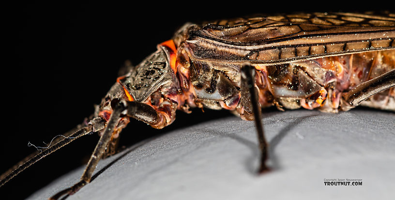 Female Pteronarcys californica (Giant Salmonfly) Stonefly Adult from the Madison River in Montana