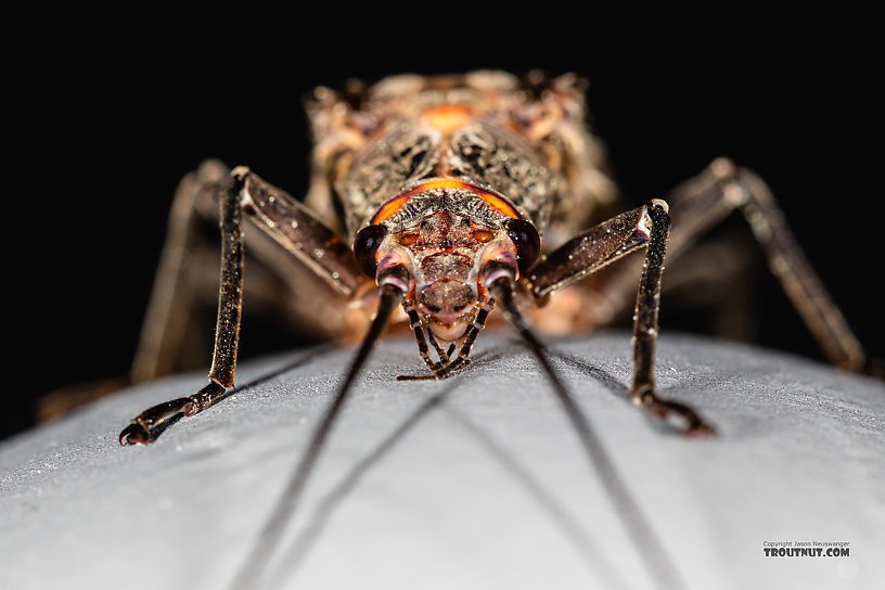 Female Pteronarcys californica (Giant Salmonfly) Stonefly Adult from the Madison River in Montana