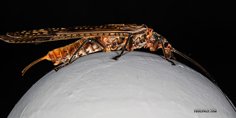 Female Pteronarcys californica (Giant Salmonfly) Stonefly Adult from the Madison River in Montana