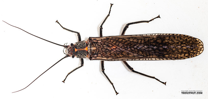 Female Pteronarcys californica (Giant Salmonfly) Stonefly Adult from the Madison River in Montana