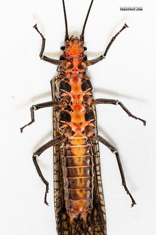 Female Pteronarcys californica (Giant Salmonfly) Stonefly Adult from the Madison River in Montana