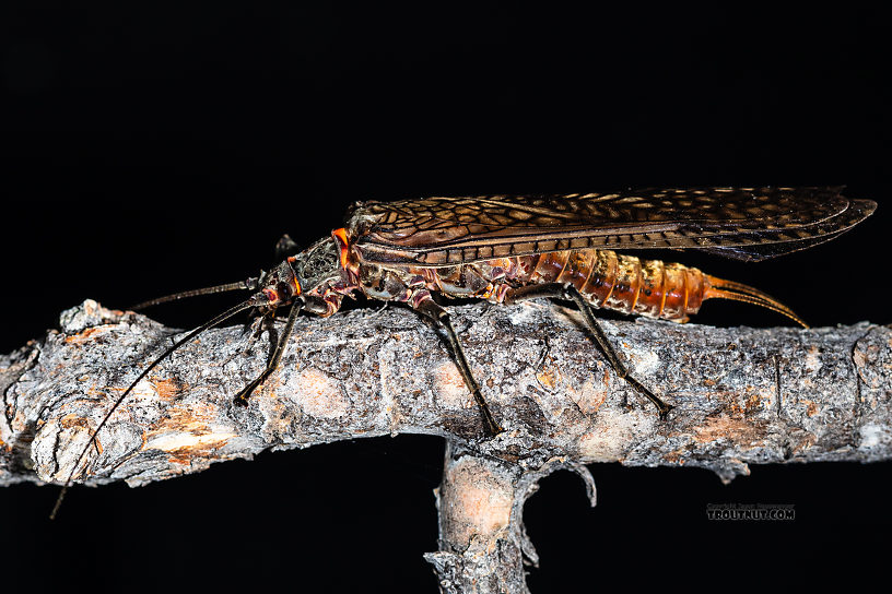 Female Pteronarcys californica (Giant Salmonfly) Stonefly Adult from the Madison River in Montana