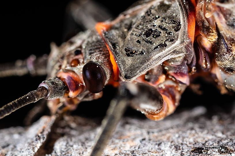 Female Pteronarcys californica (Giant Salmonfly) Stonefly Adult from the Madison River in Montana