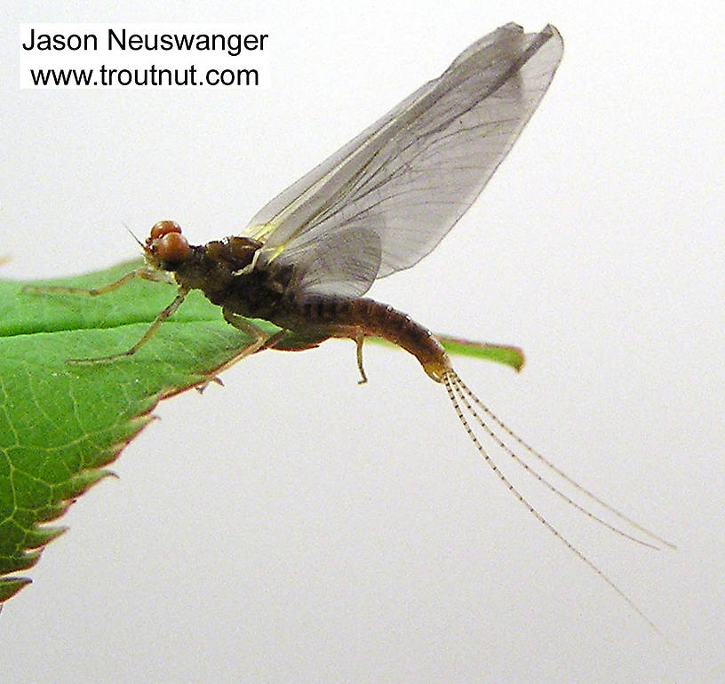 Male Ephemerella excrucians (Pale Morning Dun) Mayfly Dun from unknown in Wisconsin