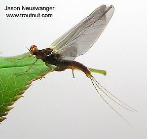 Male Ephemerella excrucians (Pale Morning Dun) Mayfly Dun