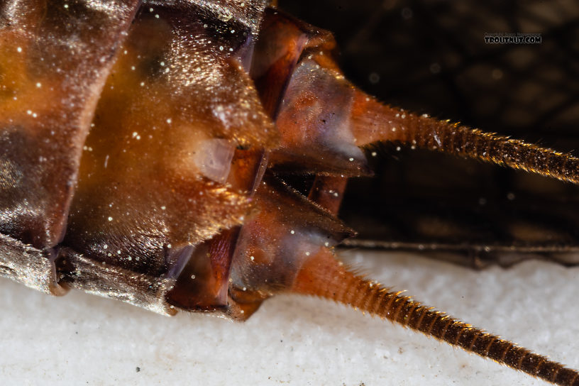 Female Pteronarcys californica (Giant Salmonfly) Stonefly Adult from the Madison River in Montana