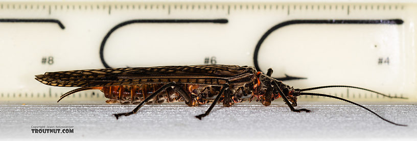 Female Pteronarcys californica (Giant Salmonfly) Stonefly Adult from the Madison River in Montana