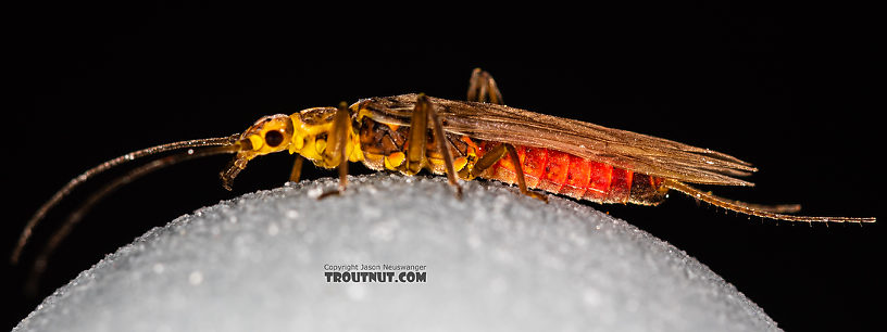 Female Sweltsa (Sallflies) Stonefly Adult from the Madison River in Montana