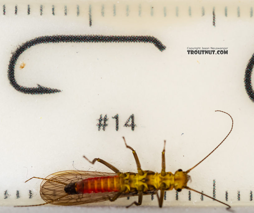 Female Sweltsa (Sallflies) Stonefly Adult from the Madison River in Montana