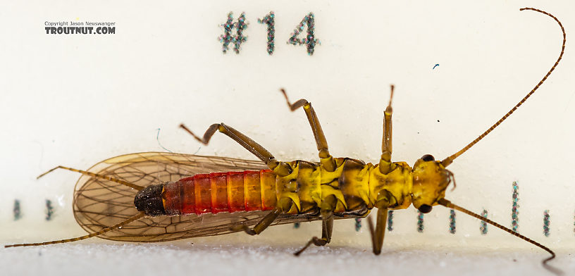 Female Sweltsa (Sallflies) Stonefly Adult from the Madison River in Montana