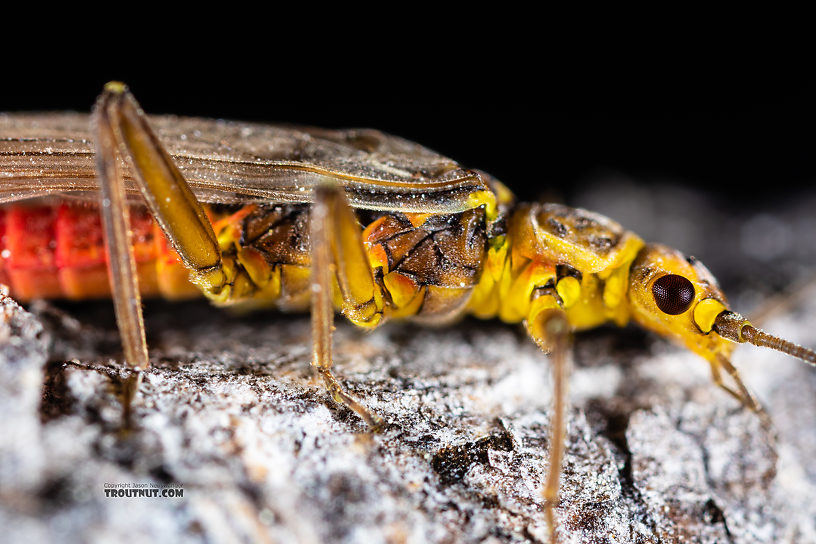 Female Sweltsa (Sallflies) Stonefly Adult from the Madison River in Montana