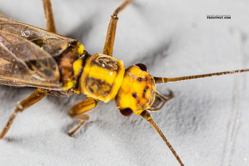 Female Sweltsa (Sallflies) Stonefly Adult from the Madison River in Montana