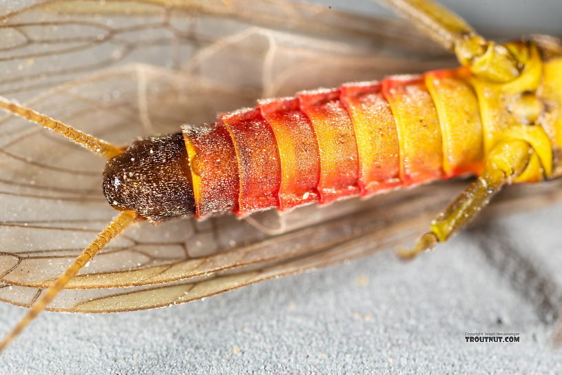 Female Sweltsa (Sallflies) Stonefly Adult from the Madison River in Montana