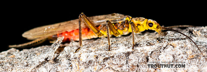 Female Sweltsa (Sallflies) Stonefly Adult from the Madison River in Montana