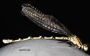 Odonata-Zygoptera (Damselflies) Insect Adult