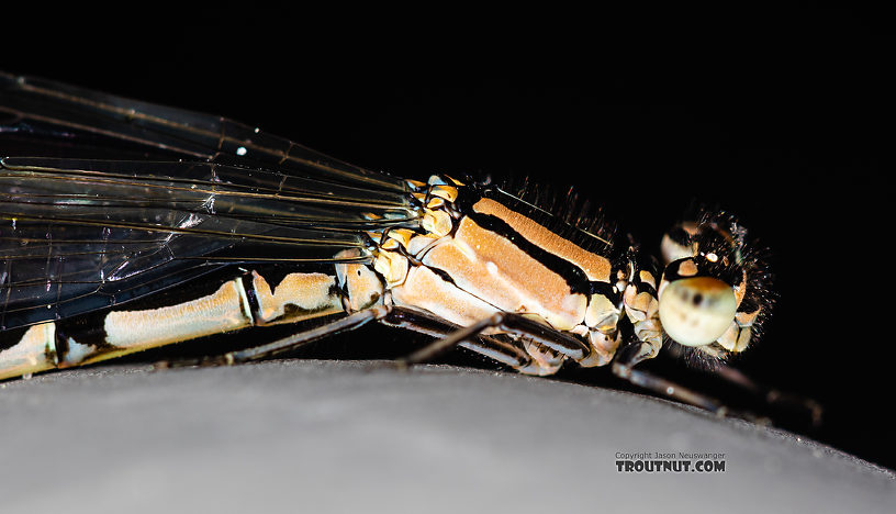 Odonata-Zygoptera (Damselflies) Damselfly Adult from the Madison River in Montana