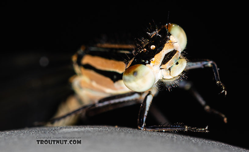 Odonata-Zygoptera (Damselflies) Damselfly Adult from the Madison River in Montana