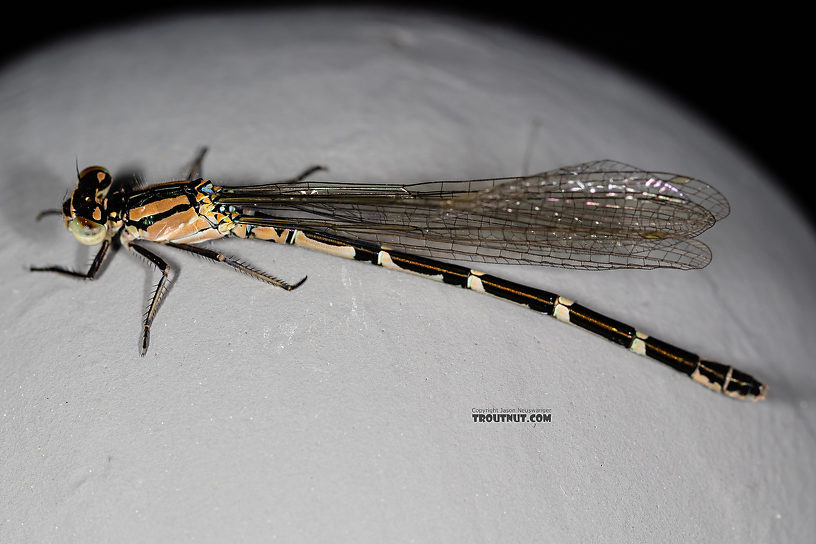 Odonata-Zygoptera (Damselflies) Damselfly Adult from the Madison River in Montana