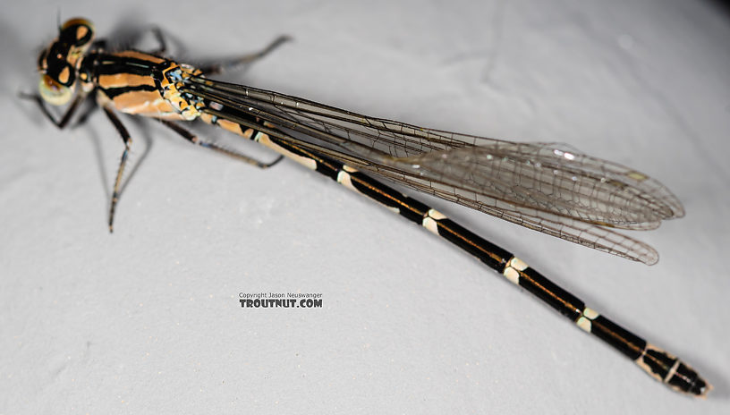 Odonata-Zygoptera (Damselflies) Damselfly Adult from the Madison River in Montana