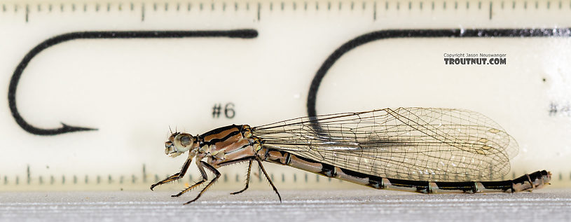 Odonata-Zygoptera (Damselflies) Damselfly Adult from the Madison River in Montana