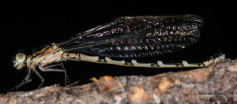 Odonata-Zygoptera (Damselflies) Damselfly Adult from the Madison River in Montana