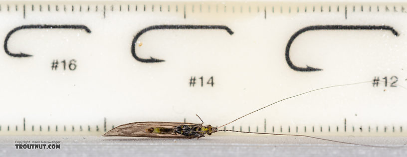 Male Leptoceridae Caddisfly Adult from the Madison River in Montana