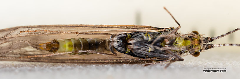 Male Leptoceridae Caddisfly Adult from the Madison River in Montana