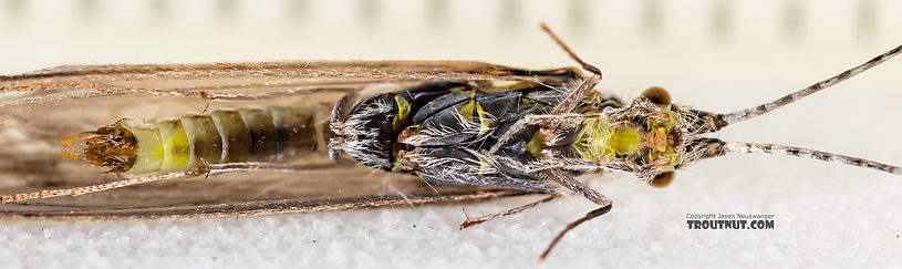 Male Leptoceridae Caddisfly Adult from the Madison River in Montana