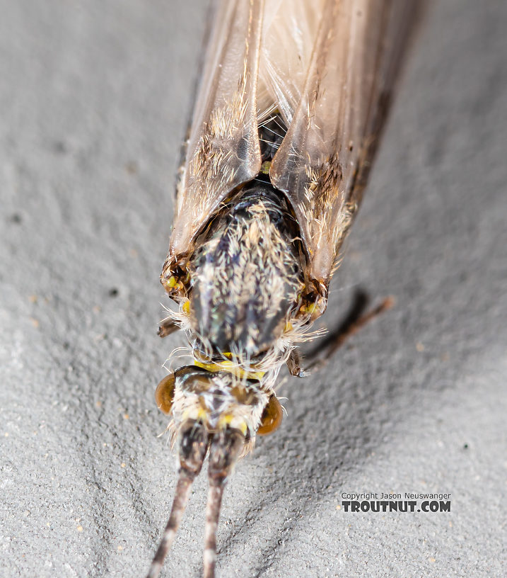 Male Leptoceridae Caddisfly Adult from the Madison River in Montana