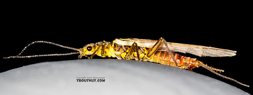 Female Sweltsa fidelis (Sallfly) Stonefly Adult from the Madison River in Montana