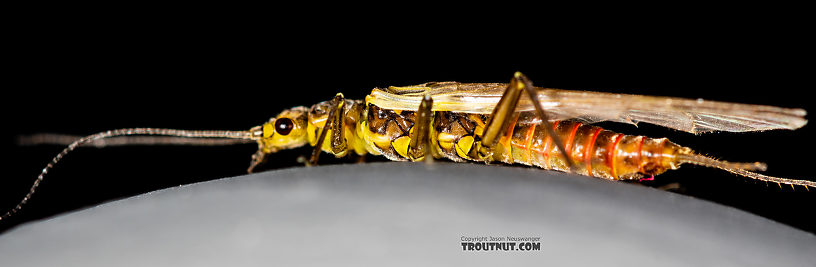 Female Sweltsa fidelis (Sallfly) Stonefly Adult from the Madison River in Montana