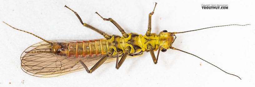 Female Sweltsa fidelis (Sallfly) Stonefly Adult from the Madison River in Montana