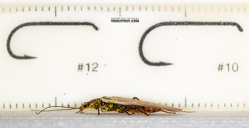 Female Sweltsa fidelis (Sallfly) Stonefly Adult from the Madison River in Montana