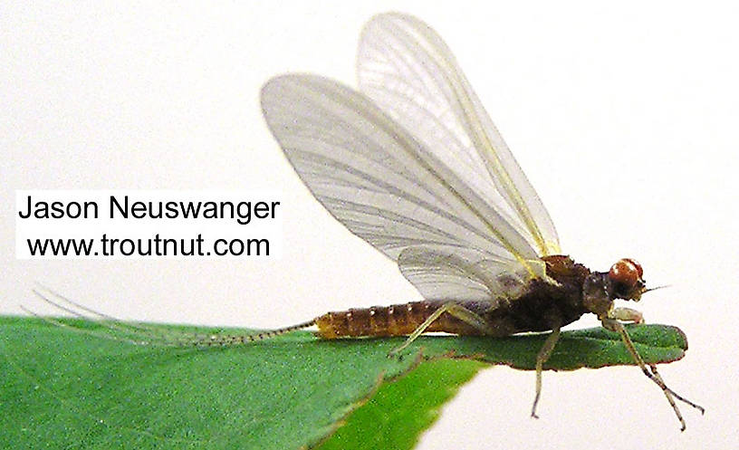 Male Ephemerella invaria (Sulphur Dun) Mayfly Dun from unknown in Wisconsin