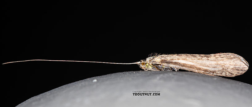 Leptoceridae Caddisfly Adult from the Madison River in Montana