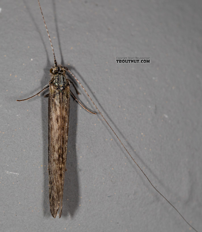 Leptoceridae Caddisfly Adult from the Madison River in Montana