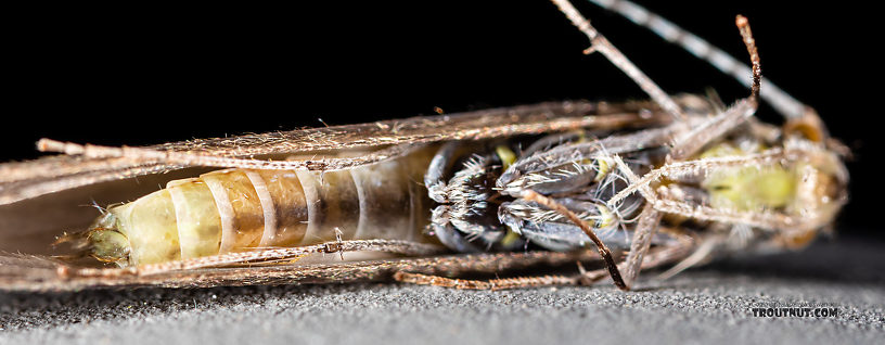 Leptoceridae Caddisfly Adult from the Madison River in Montana