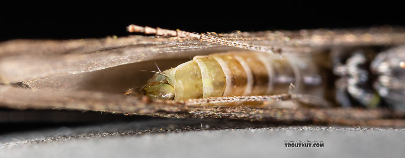 Leptoceridae Caddisfly Adult from the Madison River in Montana