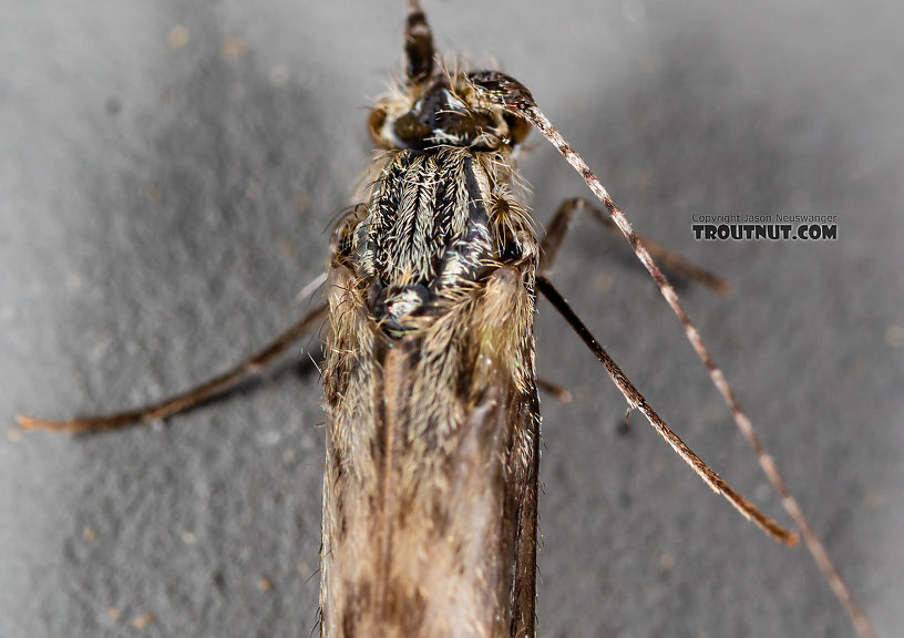 Leptoceridae Caddisfly Adult from the Madison River in Montana