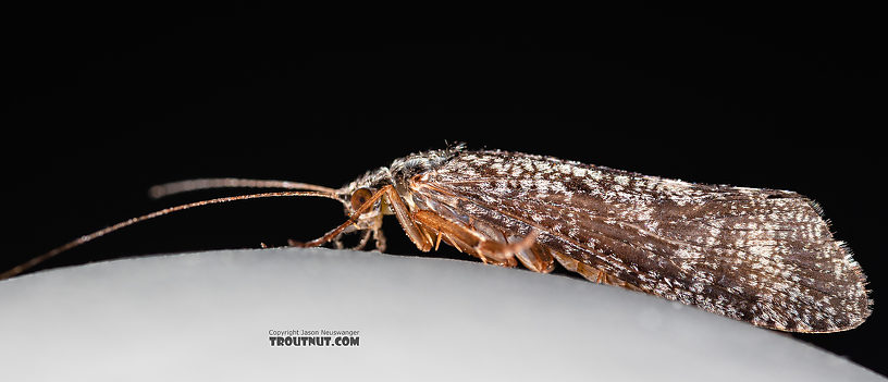 Hydropsyche (Spotted Sedges) Caddisfly Adult from the Madison River in Montana