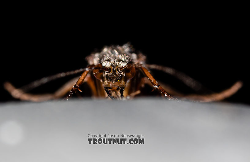 Hydropsyche (Spotted Sedges) Caddisfly Adult from the Madison River in Montana