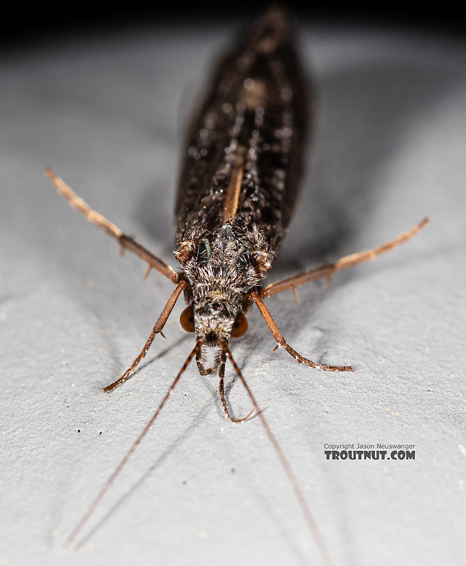 Hydropsyche (Spotted Sedges) Caddisfly Adult from the Madison River in Montana