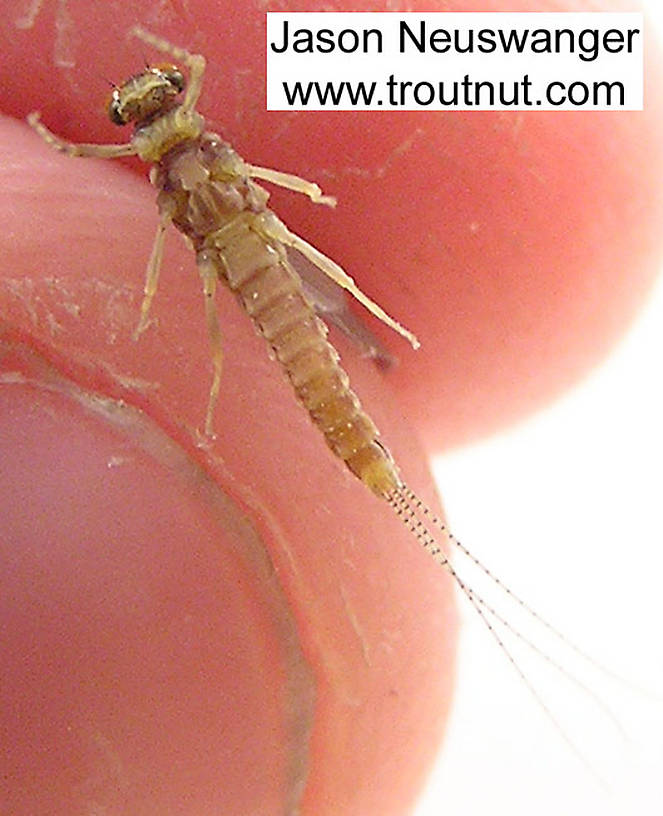 Male Ephemerella invaria (Sulphur Dun) Mayfly Dun from unknown in Wisconsin